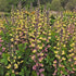 Baptisia hybrid Pink Lemonade PW Blue Wild Indigo image credit Walters Gardens Inc.