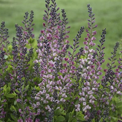 Baptisia hybrid Pink Truffles PW Blue Wild Indigo