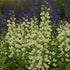 Baptisia hybrid Vanilla Cream PW Blue Wild Indigo image credit Walters Gardens