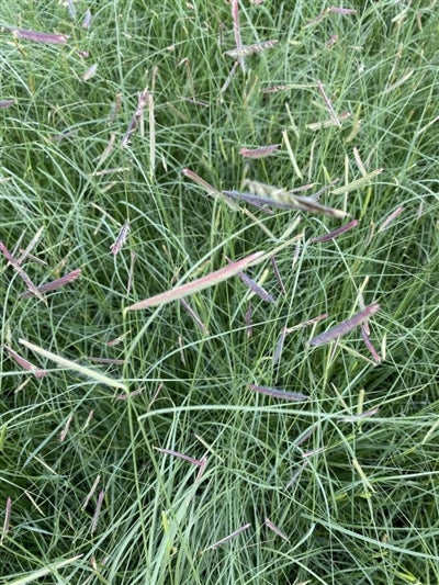 Bouteloua gracilis Mosquito Grass Image Credit: Millgrove Perennials