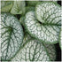 Brunnera macrophylla Sea Heart Siberian Bugloss image credit Pioneer Gardens, Inc