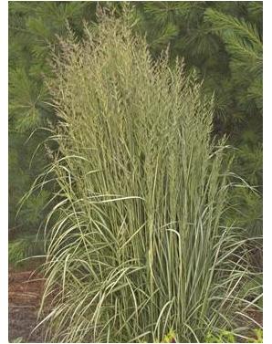 Calamagrostis acutiflora Avalanche Reed Grass