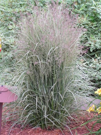 Calamagrostis acutiflora Overdam Reed Grass