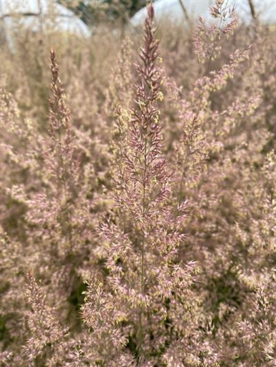 Calamagrostis acutiflora Hello Spring Reed Grass Image Credit: Millgrove Perennials