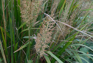 Calamagrostis brachytricha Reed Grass Image Credit: Dinkum, CC BY-SA 3.0 <https://creativecommons.org/licenses/by-sa/3.0>, via Wikimedia Commons