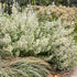 Calamintha nepeta ssp. Nepeta Calamint image credit Stonehouse Nursery