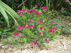 Callirhoe involucrata Purple Rosemallow Image Credit: peganum from Small Dole, England, CC BY-SA 2.0 <https://creativecommons.org/licenses/by-sa/2.0>, via Wikimedia Commons