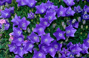 Campanula carpatica Rapido Blue Carpathian Bell Flower image credit Millgrove Perennials
