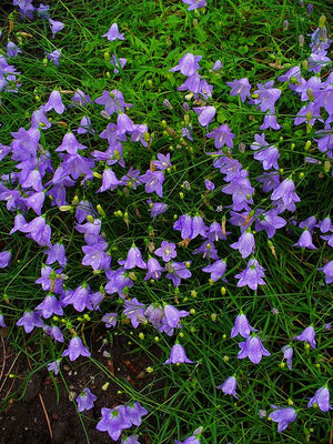 Campanula rotundifolia Bell Flower Image Credit: H. Zell, CC BY-SA 3.0 <https://creativecommons.org/licenses/by-sa/3.0>, via Wikimedia Commons