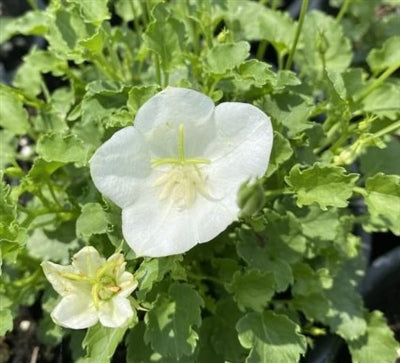 Campanula carpatica Rapido White Carpathian Bell Flower