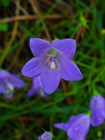 Campanula rotundifolia Bell Flower