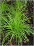 Carex dolichostachya Gold fountains (Kaga nishiki) Sedge image credit North Creek Nurseries