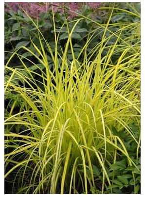 Carex elata Bowles Golden Sedge