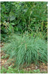 Carex flacca Blue Zinger Sedge image credit North Creek Nurseries