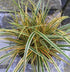Carex morrowii Everglow Sedge image credit: Hoffman Nursery