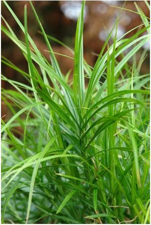 Carex muskingumensis Palm Sedge Grass image credit Northcreek Nurseries