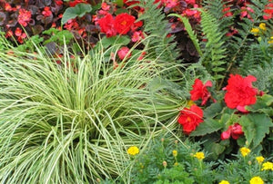 Carex oshimensis Evergold Sedge image credit Walters Gardens Inc