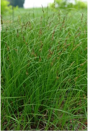 Carex pensylvanica Sedge