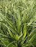 Carex morrowii Ice Dance Sedge Image Credit: Millgrove Perennials