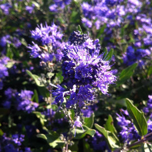 Caryopteris clandonensis Dark Knight Bluebeard Img Credit NVK Nurseries