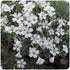 Cerastium tomentosum Silver Carpet Snow In Summer image credit Ball Horticultural Company