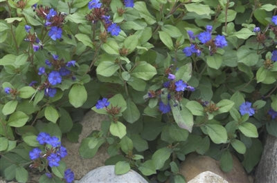 Ceratostigma plumbaginoides Blue Leadwort image credit Ball Horticultural Company