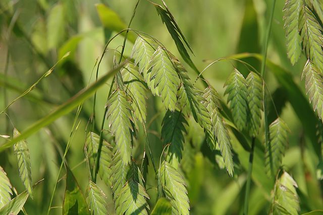 Chasmanthium latifolium Uniola Northern Sea Oats Image Credit: Photo by David J. Stang, CC BY-SA 4.0 <https://creativecommons.org/licenses/by-sa/4.0>, via Wikimedia Commons