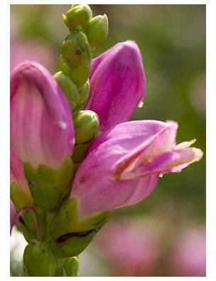 Chelone obliqua Hot Lips Turtlehead