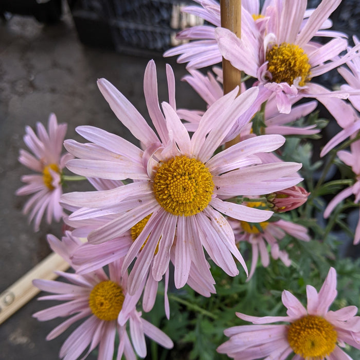 Chrysanthemum rubellum Clara Curtis Garden Mum
