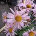 Chrysanthemum rubellum Clara Curtis Garden Mum Iamge Credit Chaz Morenz