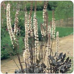 Cimicifuga ramosa Brunette Snakeroot Bugbane