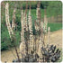 Cimicifuga ramosa Brunette Snakeroot Bugbane image credit Ball Horticultural Company