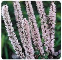 Cimicifuga ramosa Pink Spike Snakeroot Bugbane image credit Ball Horticultural Company