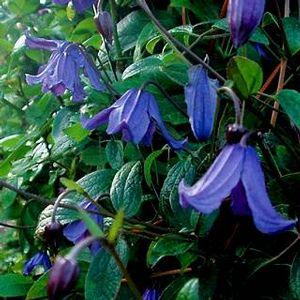 Clematis Blue Boy Clematis