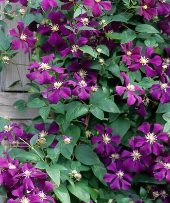 Clematis Etoile Violette Clematis image credit Clematis 'Etoile Violette' - Clematis - Photo courtesy of Bailey Nurseries Inc.