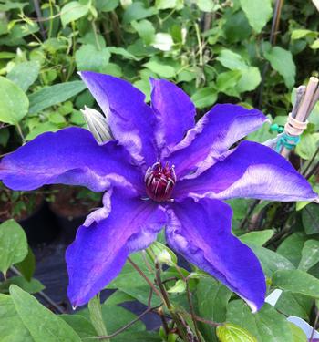 Clematis The President Clematis – PlantsInTheCity