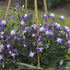 Clematis hybrid Violet Stardust Clematis Bush image credit Walters Gardens Inc.