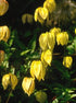 Clematis tangutica Golden Clematis image credit : NVK Nurseries