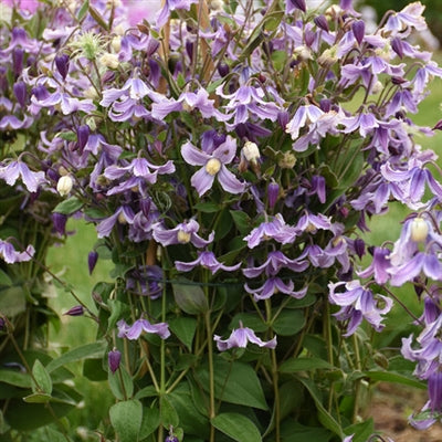 Clematis hybrid Stand By Me Lavender PW Image Credit Walters Gardens