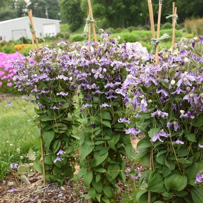 Clematis hybrid Stand By Me Lavender PW Image Credit Walters Gardens