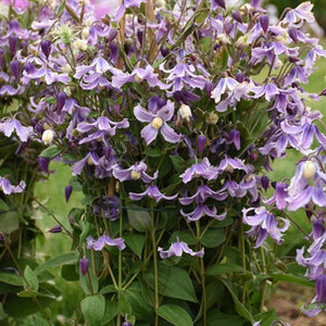 Clematis hybrid Stand By Me Lavender PW Image Credit Walters Gardens