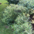 Comptonia peregrina Sweet Fern Img Credit NVK Nurseries
