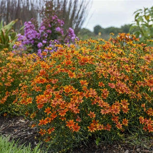 Coreopsis verticillata Sizzle & Spice Crazy Cayenne Tickseed image credit Walters Gardens