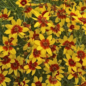 Coreopsis verticillata Sizzle & Spice Curry Up Tickseed image credit Walters Gardens