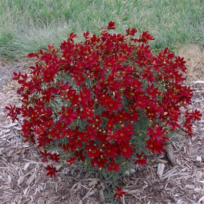 Coreopsis verticillata Sizzle & Spice Hot Paprika Tickseed