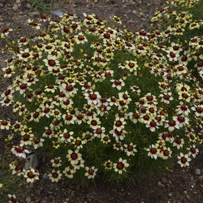 Coreopsis verticillata Sizzle & Spice Red Hot Vanilla Tickseed image credit Walters Gardens