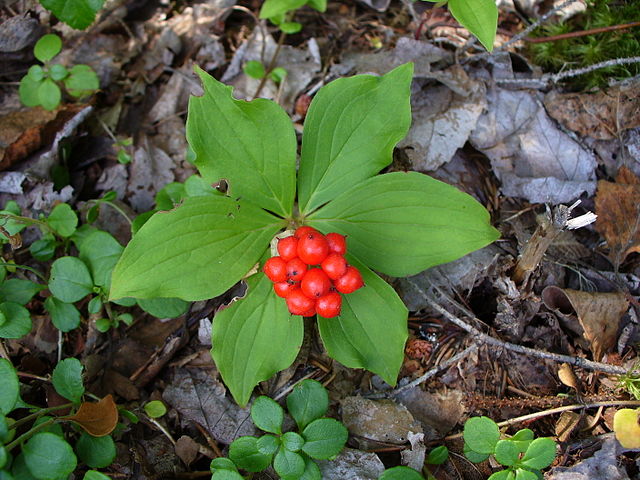 Cornus canadensis Bunchberry Image Credit: Neelix at English Wikipedia, Public domain, via Wikimedia Commons