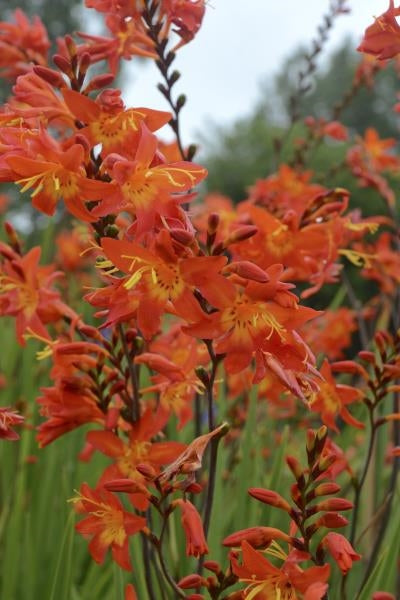 Crocosmia x crocosmiiflora Prince of Orange Montbretia image credit Walters Gardens Inc.