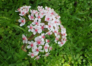 Darmera peltata Umbrella Plant Image Credit: Krzysztof Ziarnek, Kenraiz, CC BY-SA 4.0 <https://creativecommons.org/licenses/by-sa/4.0>, via Wikimedia Commons