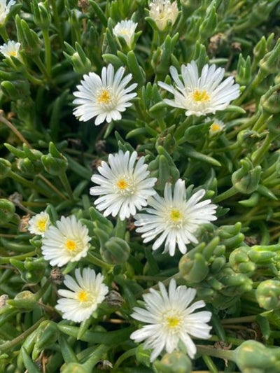 Delosperma (hardy ice plant) cooperi Jewel of the Desert Moon Stone